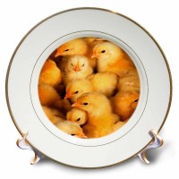 3dRose Baby Chicks, Porcelain Plate, 8-inch   